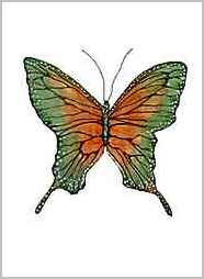 papillon butterfly