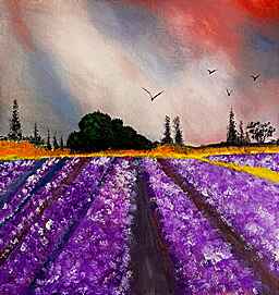 lavender fields