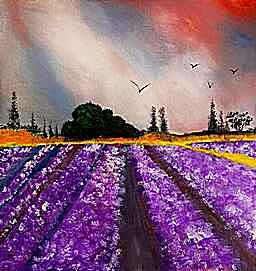 lavender fields