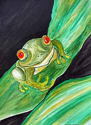 Cherry Eyed Tree Frog