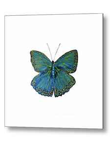 ​ Cerulean Butterfly