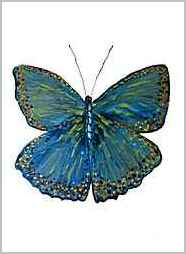 Cerulean Butterfly
