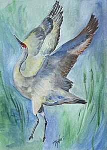 Dancing Sandhill Crane